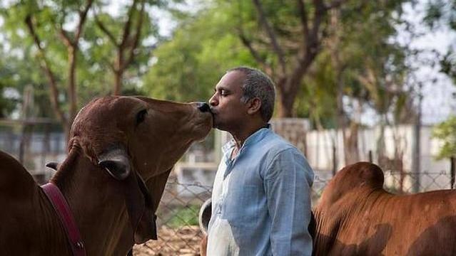 “印度牛人”帕萨纳：44岁富豪抛妻弃子，只为把心爱的母牛娶回家