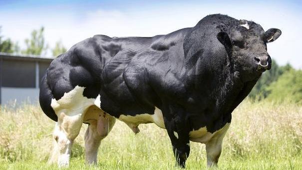 印度野牛 云南惊现“牛魔王”印度野牛，肌肉发达惹人心动，能否驯化杂交？