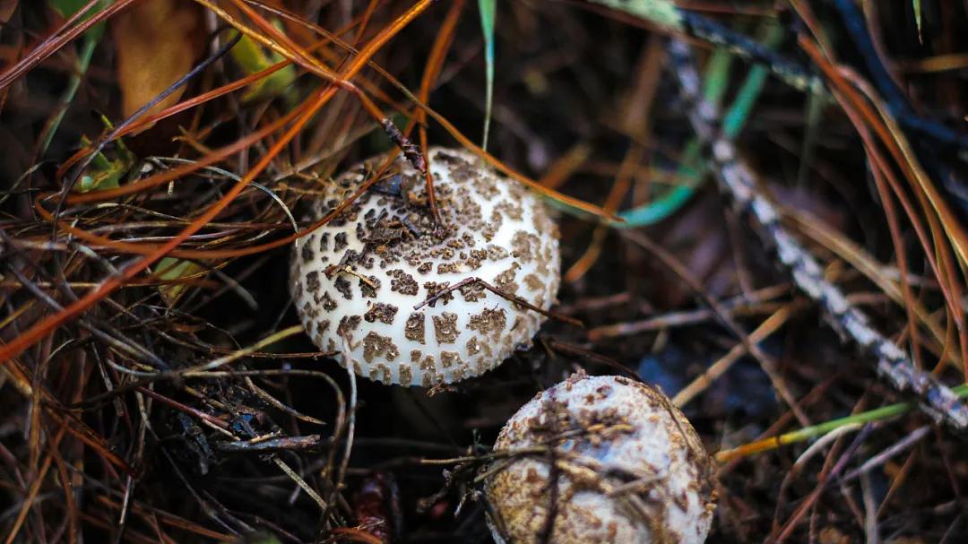 云南|云南人：吃最野的菌子，躺最贵的ICU!