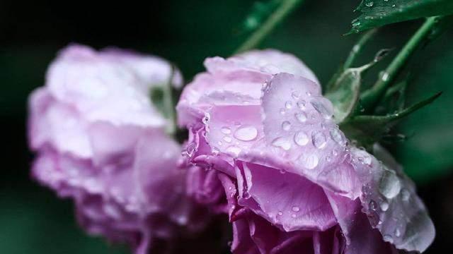 坦然的狐狸|雨落成殇，爱过，就无憾
