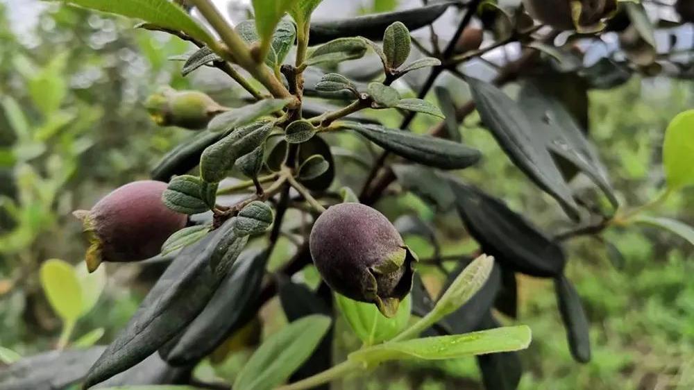食材|儿时常当零食吃，一摘几十斤，如今价值珍贵，若在山里见到别错过