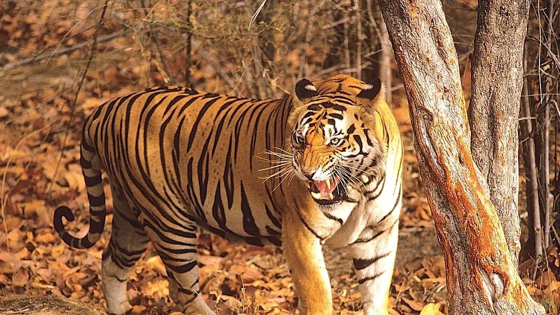 老虎多了也不好？印度某地一天内3人丧命虎口，2021年第15人