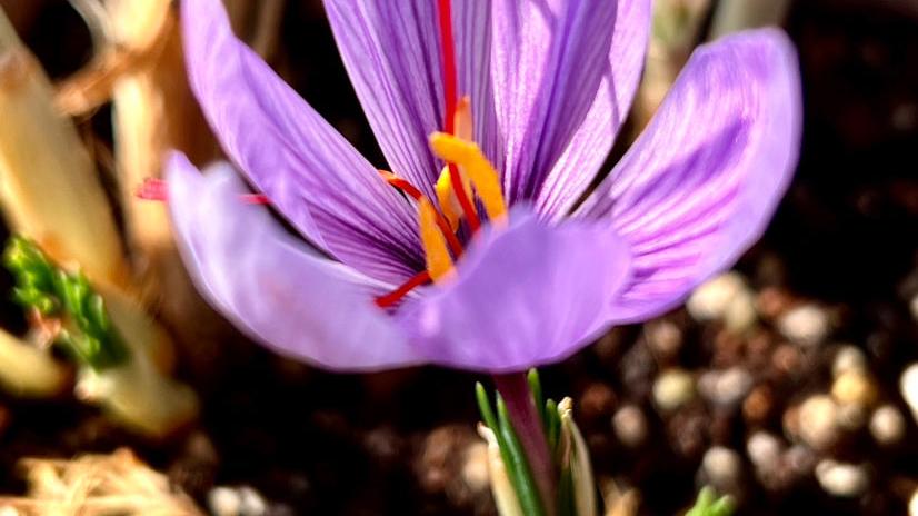 6种适合女人养的花，懂得生活的人才值得拥有它，好看又好养