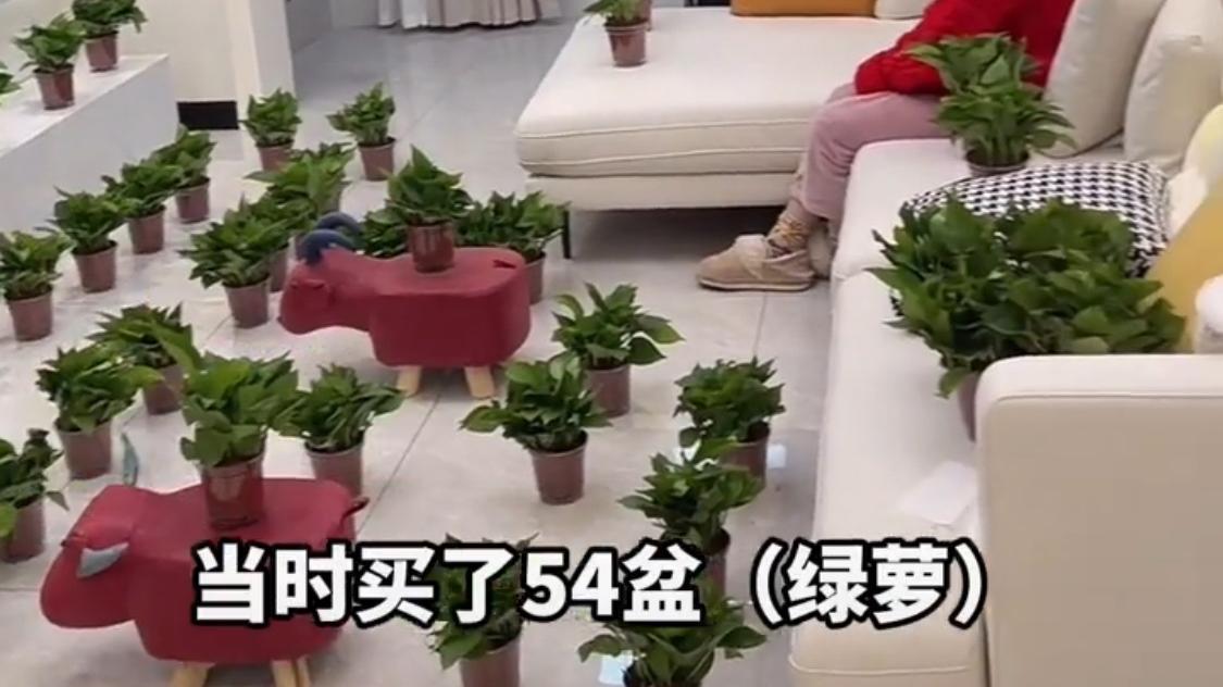 男子买54盆绿箩放新房里