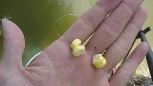 玉米|分享几种秋天守钓大物的嫩玉米挂钩方法