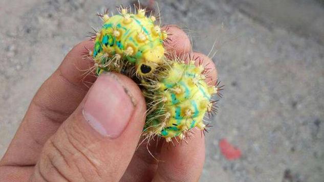 |长得丑还有毒，80、90后的“童年噩梦”，如今成了饭店“高端菜”