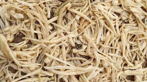 辣椒|这食材正当季，一次多采些，一烫一晒密封放半月，炒菜炖汤真美味