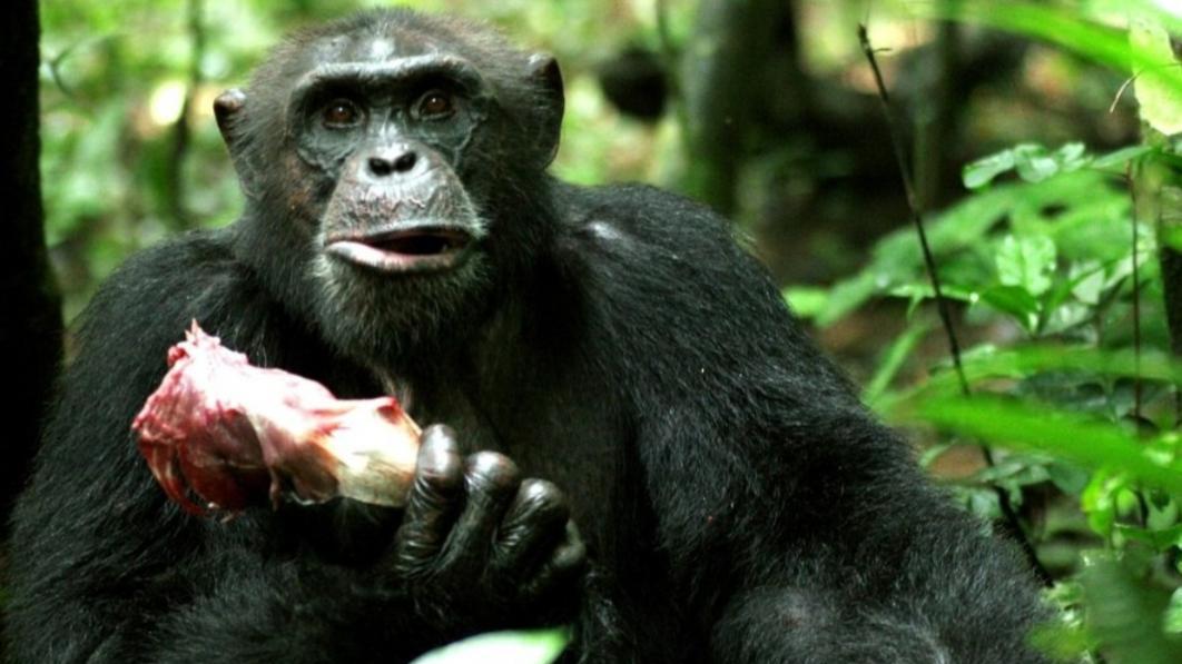 黑猩猩 继吃人、吃猴之后，黑猩猩首次吃大猩猩，科学家：与全球变暖有关
