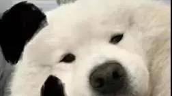 桉月|表情包：我不认识你
