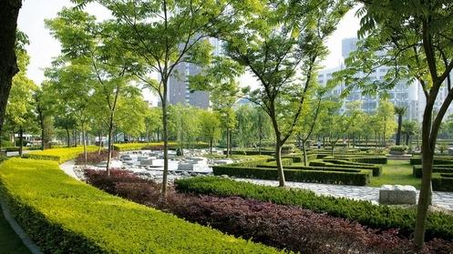 庭院设计| 8种可以做围墙的植物，围上一圈，让你的院子优雅又美观