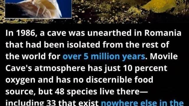 科学家 科学家进入550万年前的洞穴，发现“外星世界”，打破 了生命认知