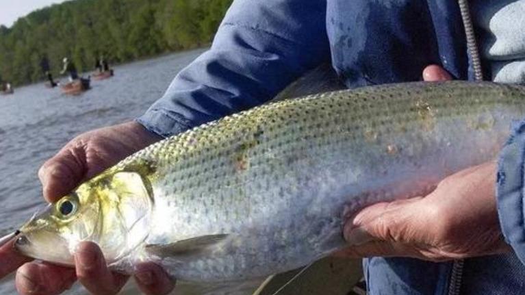 河豚|中国这4种鱼，吃过1种就能算土豪，最后1种，现在有钱也难吃到了