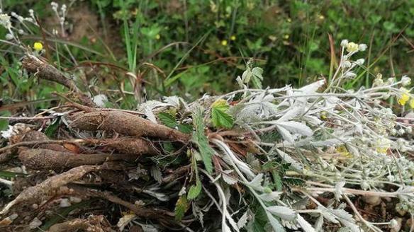 翻白草|翻白草：风一吹叶子就翻白，地下却藏有“鸡腿”，你吃过吗？