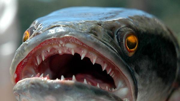 食人鱼 食人鱼真的吃人吗？为什么没有在亚马逊河泛滥？