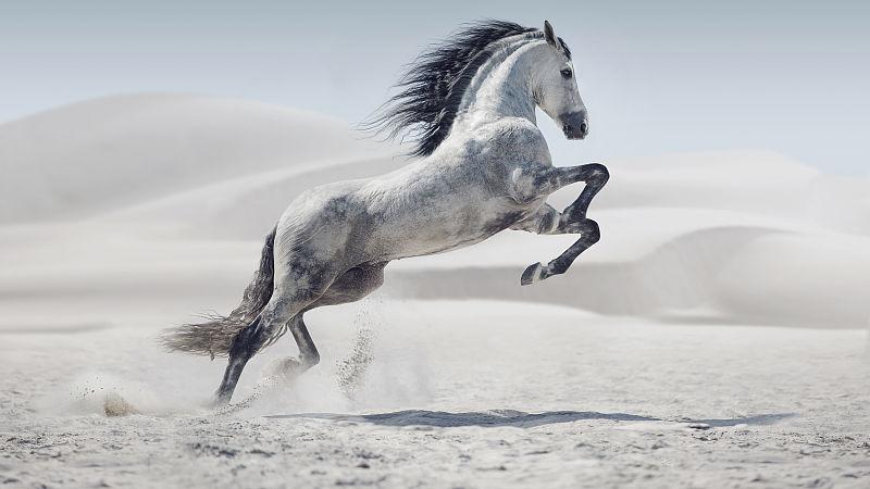 没有那想法 属马人：近期将有大“转折”，身边有属马的人，快来看