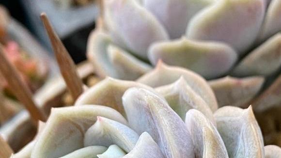 说说家装那点事儿|还在买多肉的花友，赶紧停手，养好手里的，买多了会后悔