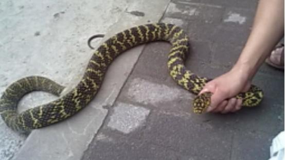 毒蛇 国内最强的无毒蛇，菜花蛇有哪些优势？甚至能吃眼镜王蛇？