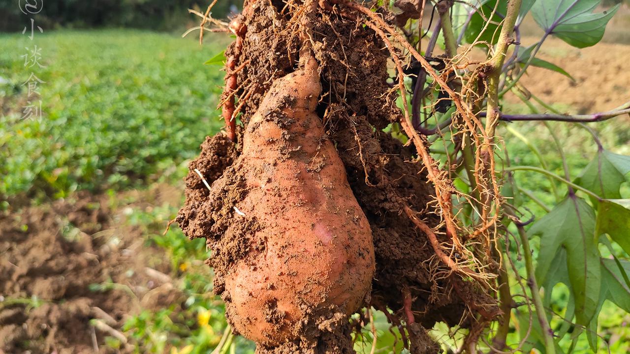 红薯|吃不完的红薯怎么保存？奶奶：放进“保温箱”中，随吃随取不怕坏