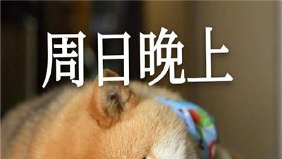 桉月|表情包：我的一周情绪变化搞笑表情