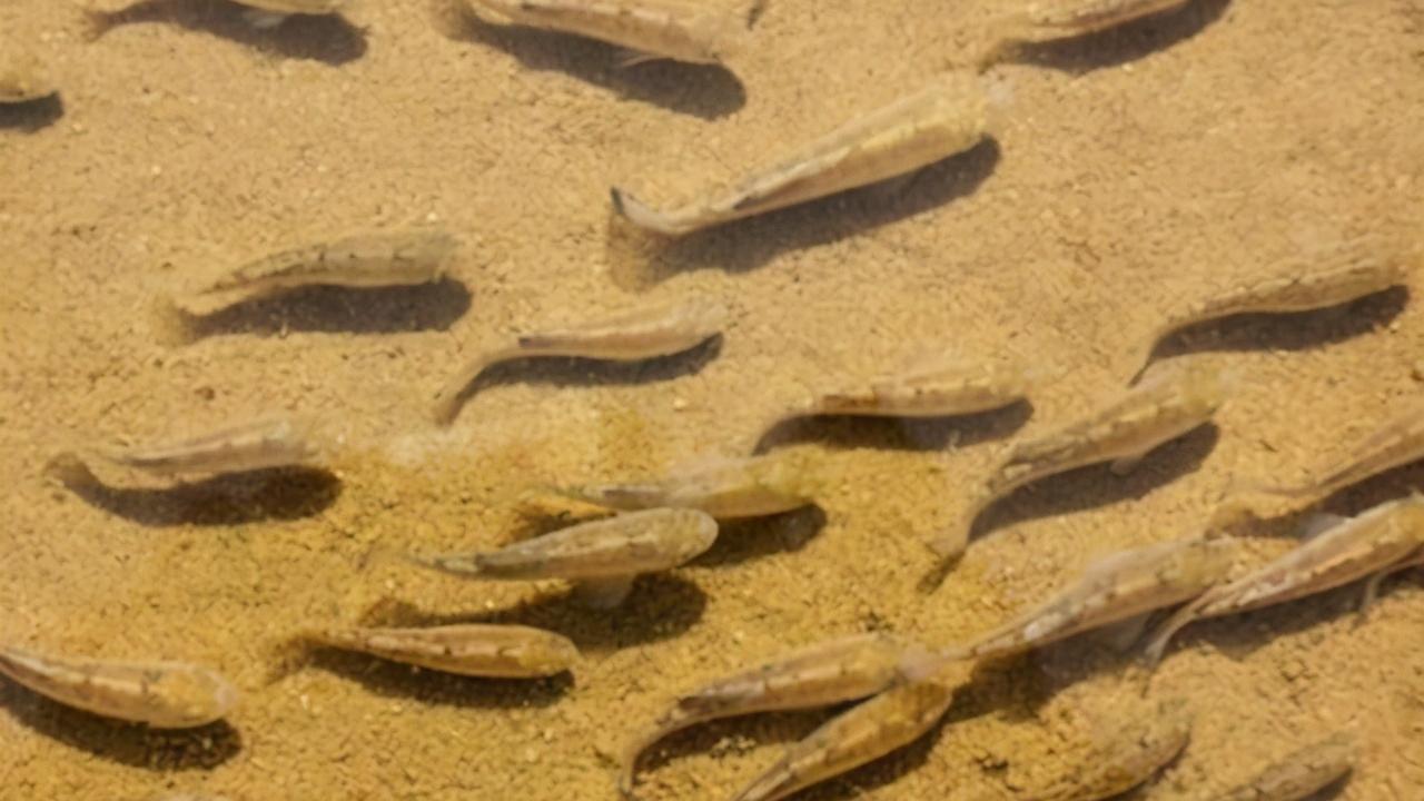 科学家 沙漠鱼：与世隔绝了5万年，不吃不喝也能存活，全球仅剩38条