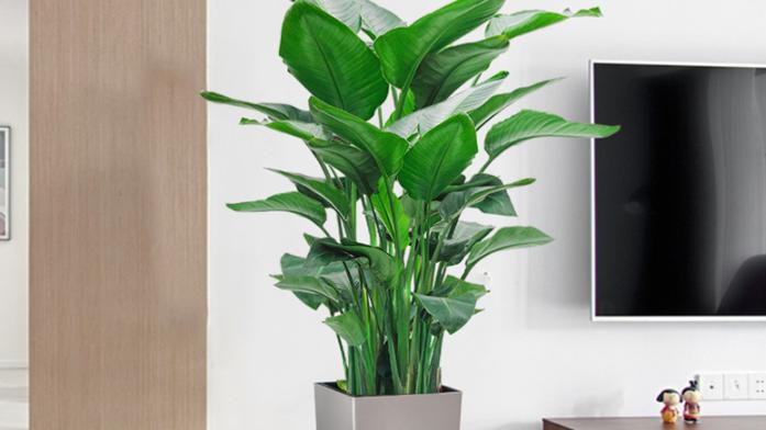 曾经不受重视，如今成为网红绿植，北欧风客厅必备