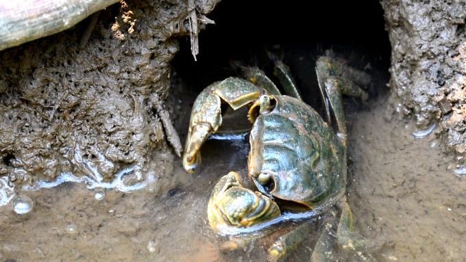 浙江省|十斤难吃到一两肉，为什么南方人还如此喜爱？北方人很不理解