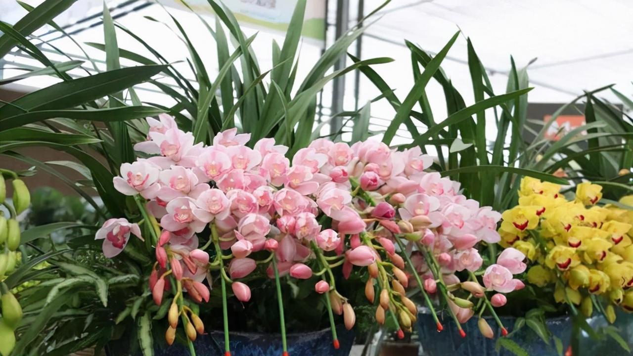 家居环境里养这2种花卉，不占空间还能净化空气，提升家居品味