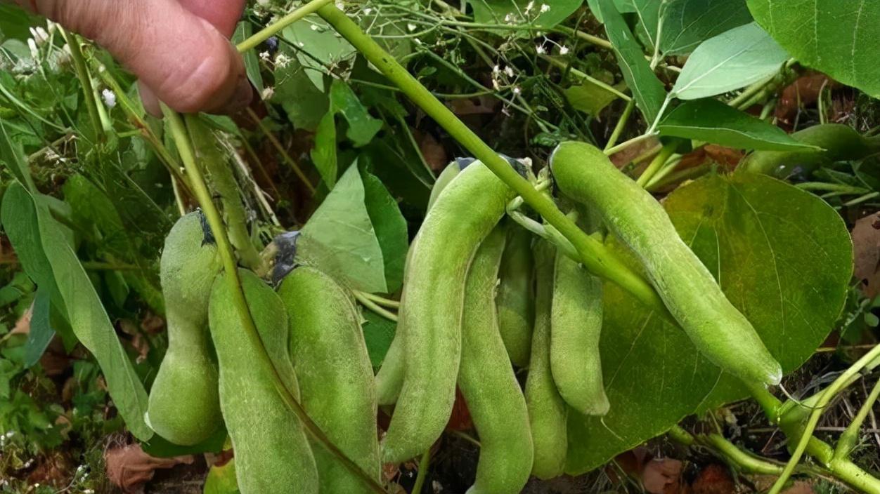 豆角|俗称“狗儿豆”，只在南方生长，常被误以为是毛豆