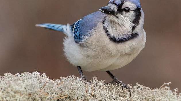 美国小学英语1  第9课
