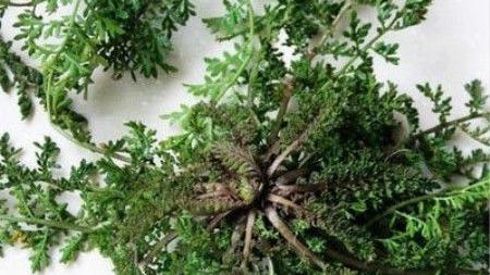 馄饨|农村有种杂草，麦地里疯长，农民不仅不讨厌还夸它好吃