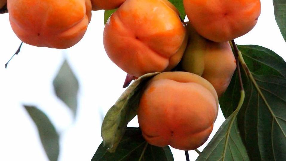 酱油|深秋，这水果正当季，维C含量极高，润肺去燥，做成饼特香甜！