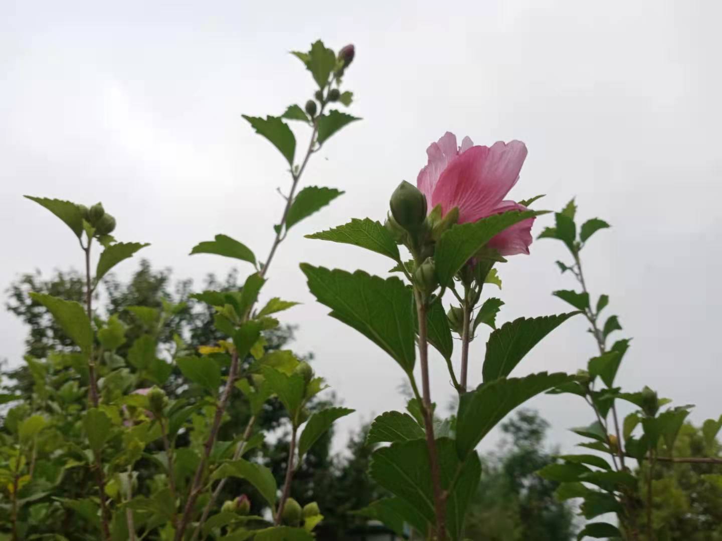 梦美儿|吃好自己碗里的，别想别人锅里的