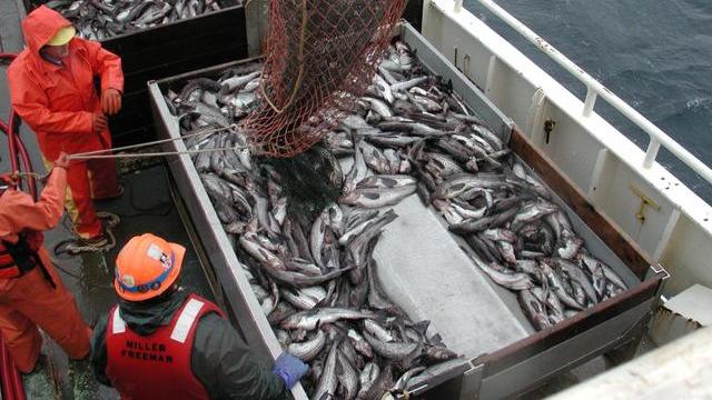 前方社会冲锋号 韩国“救命鱼”，任何部分都可吃，为何明太鱼在中国很少有人要？