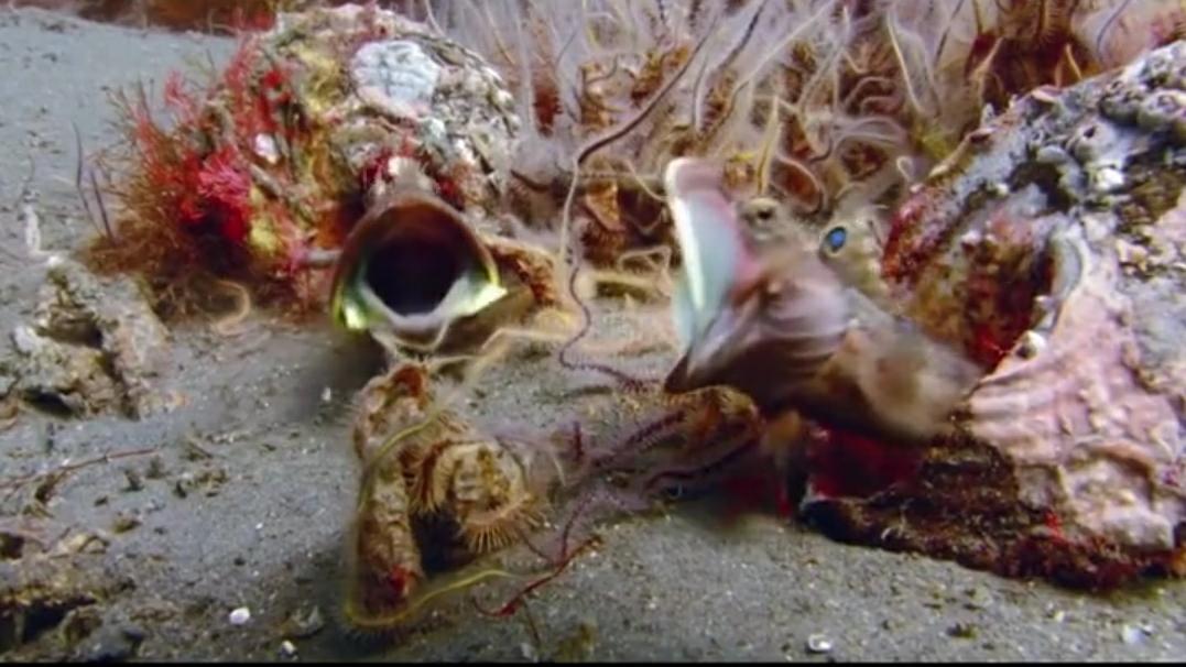 盗窃案 隐藏在深海中最凶残、狠毒的六种海洋生物！