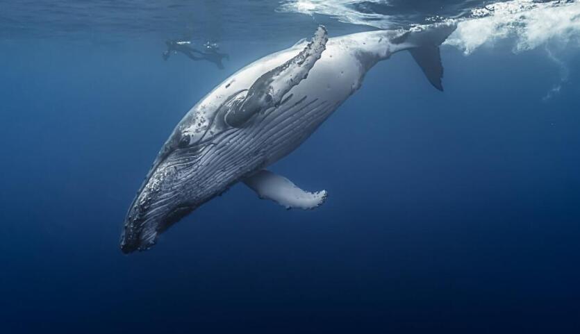 鲸鱼 为什么鲸鱼身上通常会寄生大量的藤壶，而鲨鱼身上却干干净净？