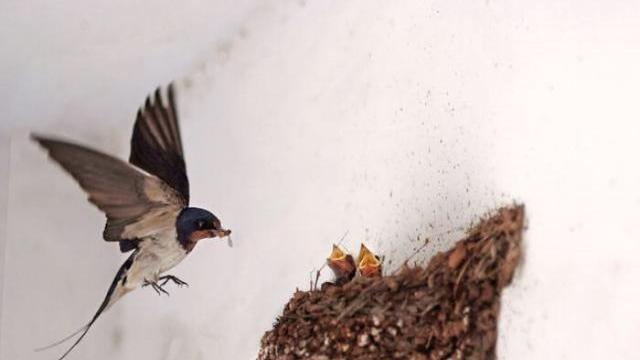 燕子 农村的燕子越来越少见，专家：因为它们和人类正面临着一样的问题