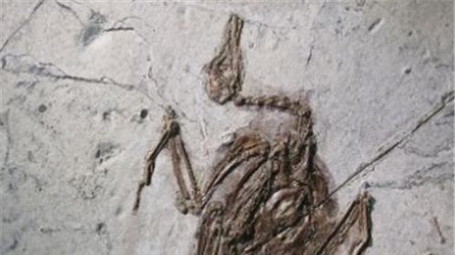 蝙蝠 蝙蝠的先祖是谁？考古学家发现1.25亿年前的化石，让人不寒而栗
