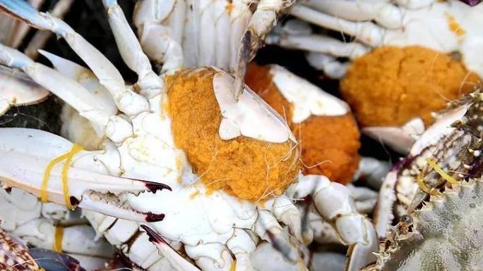 梭子蟹|挑梭子蟹，个头大未必好，渔民教你4招，个个肉多黄肥，鲜美好吃