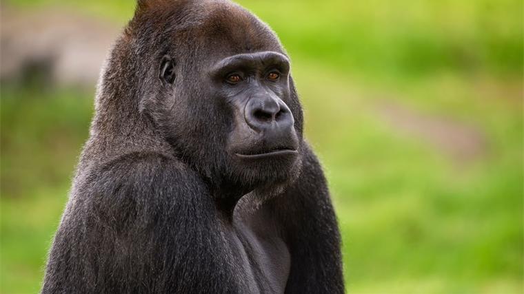 亚洲象 来自同一祖先的黑猩猩和人类为什么还是存在差异？新研究表明可能与