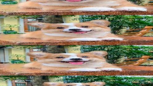 桉月|表情包：今日份治愈表情包