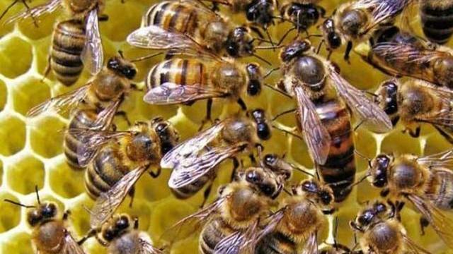 蜜蜂 我的中蜂大概还有一脾，还能强群吗？
