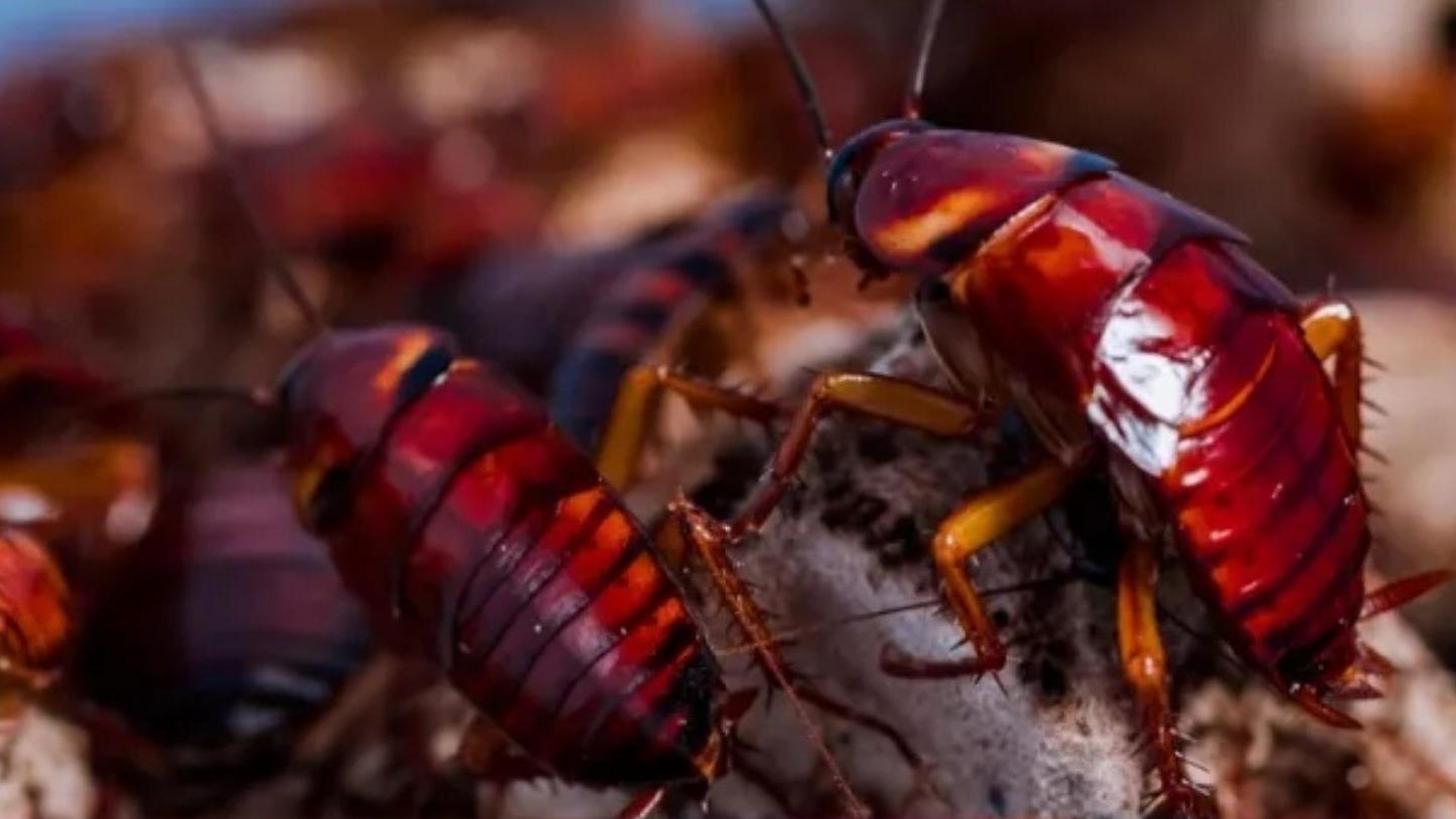 蟑螂 为什么蟑螂可以在任何情况下存活？它们顽强的生命力体现在哪？