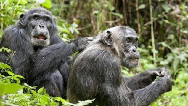 量子计算机 公猩猩给母猩猩按摩，没按几下就开始不老实，看完憋住别笑！