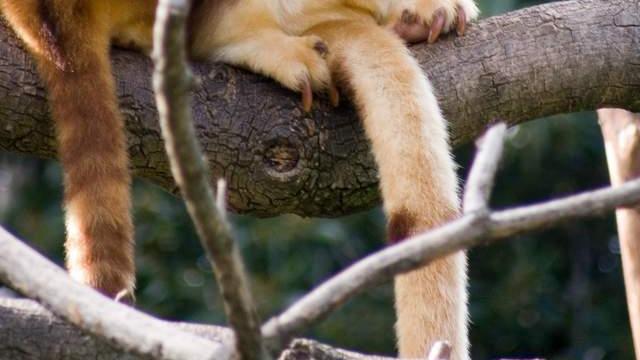 袋鼠 袋鼠独爱上树，以为自己是只猴吗？