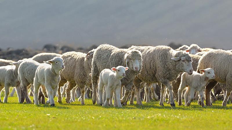 生肖|属羊人注意了，9月这些事不能做，家有属羊的速看