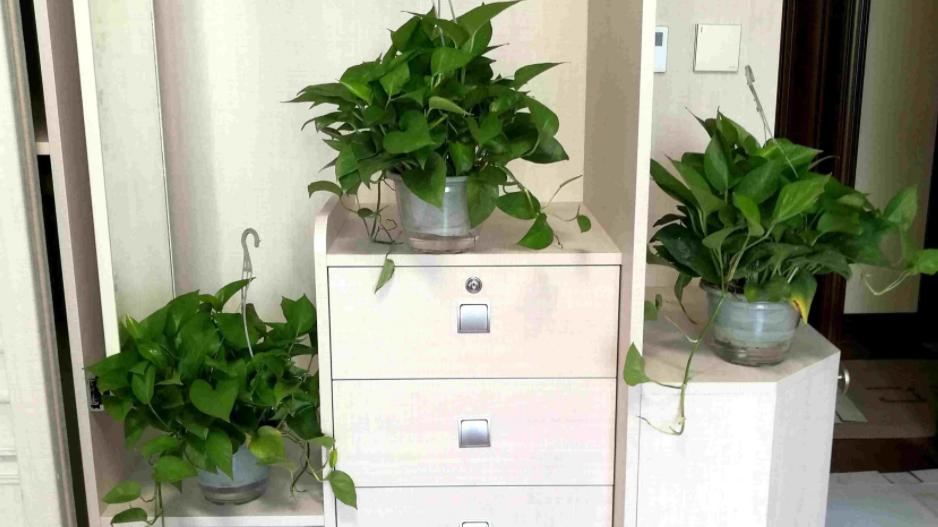 新房子甲醛重，怎能少了它！搁屋里，多摆几盆，2个月就能入住