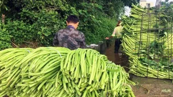 蔬菜|这菜在中国十分普通，卖到美国却比肉还要贵，美国人吃到不能自拔