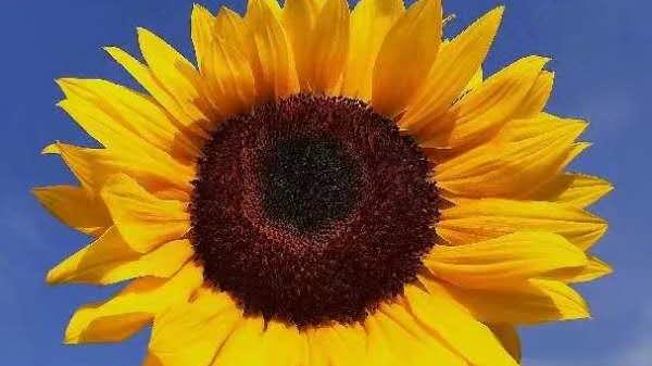 美国小学英语1  第8课