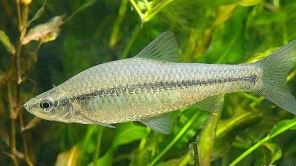 |骨酥鱼的配方是什么？