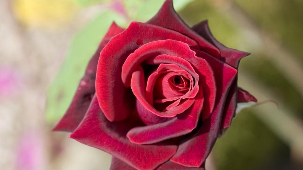 星座之约|8月20日星座运势：金牛居安思危，狮子成熟稳重，双鱼不忘初心